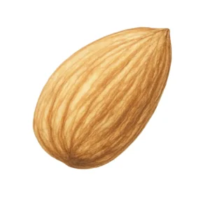 بادام - بانوجیل