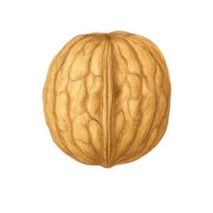 گردو - بانوجیل