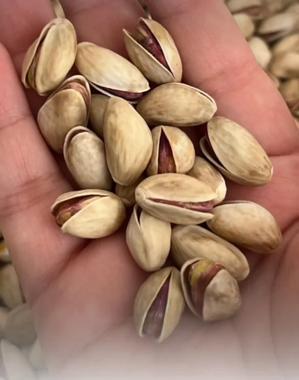 پسته لب ماتیکی-بانوجیل